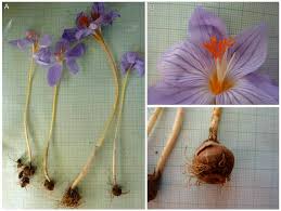 Attēlu rezultāti vaicājumam “Crocus speciosus”