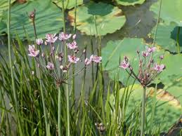 Attēlu rezultāti vaicājumam “Butomus umbellatus flower”