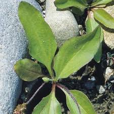Attēlu rezultāti vaicājumam “Plantago major subsp. intermedia leaf”