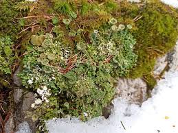 Attēlu rezultāti vaicājumam “Cladonia cornuta”