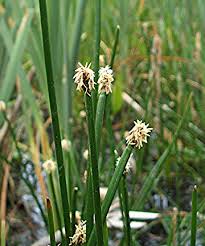 Attēlu rezultāti vaicājumam “Eleocharis palustris flower”