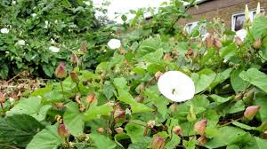 Attēlu rezultāti vaicājumam “Calystegia sepium fruit”