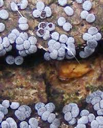 Attēlu rezultāti vaicājumam “Badhamia utricularis plasmodium”