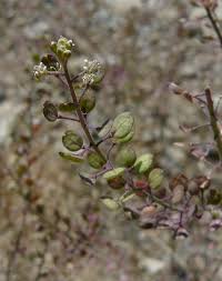 Attēlu rezultāti vaicājumam “Lepidium densiflorum bud”