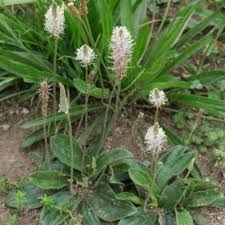 Attēlu rezultāti vaicājumam “Plantago media bud”