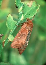 Attēlu rezultāti vaicājumam “Eriopygodes imbecilla”