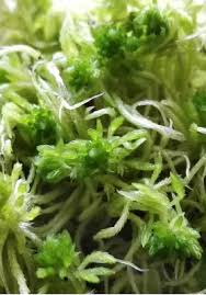 Attēlu rezultāti vaicājumam “Sphagnum girgensohnii”