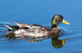Attēlu rezultāti vaicājumam “Anas platyrhynchos male”