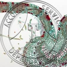 Attēlu rezultāti vaicājumam “Cerasus leaf”