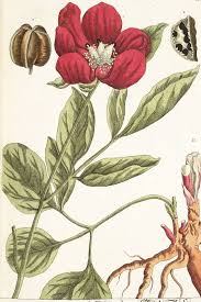 Attēlu rezultāti vaicājumam “Paeoniaceae”