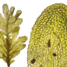 Attēlu rezultāti vaicājumam “Fissidens bryoides sporophyte”