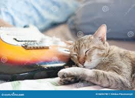 Image result for Cat sleeping in guitar