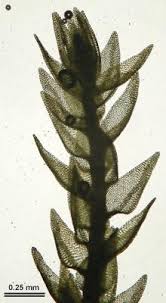 Attēlu rezultāti vaicājumam “Hygroamblystegium tenax”