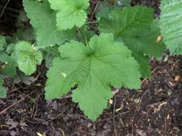 Attēlu rezultāti vaicājumam “Ribes rubrum leaf”