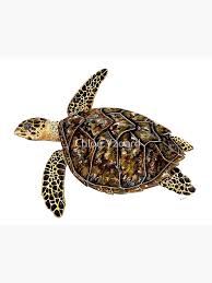 Image result for Eretmochelys imbricata