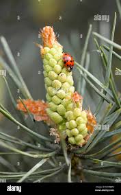 Attēlu rezultāti vaicājumam “Pinus sylvestris male flower”
