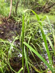 Attēlu rezultāti vaicājumam “Glyceria striata”