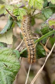Attēlu rezultāti vaicājumam “Lasiocampa quercus larva”