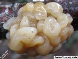 Attēlu rezultāti vaicājumam “Tremella encephala”