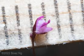 Attēlu rezultāti vaicājumam “Utricularia x neglecta bud”