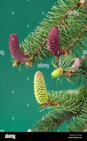 Attēlu rezultāti vaicājumam “Picea abies male flower”