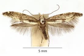 Attēlu rezultāti vaicājumam “Argyresthia spinosella”