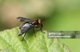 Attēlu rezultāti vaicājumam “Chrysops”