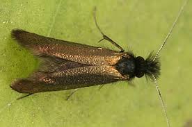 Attēlu rezultāti vaicājumam “Adela cuprella”