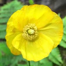 Image result for Meconopsis cambrica