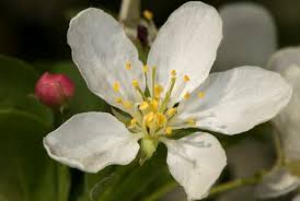 Attēlu rezultāti vaicājumam “Malus mandshurica”