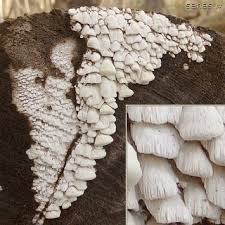 Attēlu rezultāti vaicājumam “Antrodia mellita”