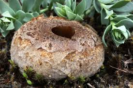 Attēlu rezultāti vaicājumam “Peziza ammophila”