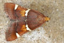 Attēlu rezultāti vaicājumam “Pyralis regalis”