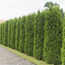 Attēlu rezultāti vaicājumam “Thuja occidentalis”
