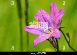 Attēlu rezultāti vaicājumam “Campanula patula fruit”