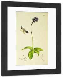 Attēlu rezultāti vaicājumam “Electrophaes corylata”