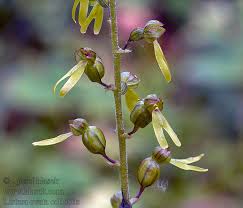 Attēlu rezultāti vaicājumam “Listera ovata”