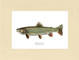 Image result for Salvelinus fontinalis