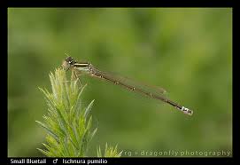 Attēlu rezultāti vaicājumam “Ischnura pumilio”