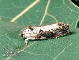 Attēlu rezultāti vaicājumam “Hedya salicella”