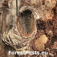 Attēlu rezultāti vaicājumam “Acanthocinus aedilis”