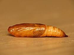 Attēlu rezultāti vaicājumam “Udea olivalis”