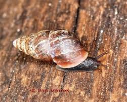 Attēlu rezultāti vaicājumam “Ena montana”