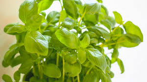 Image result for Basilikum