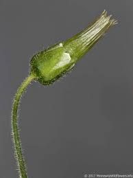 Attēlu rezultāti vaicājumam “Cerastium holosteoides fruit”