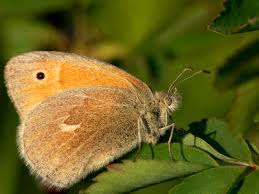 Attēlu rezultāti vaicājumam “Coenonympha tullia”