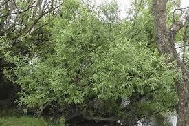 Attēlu rezultāti vaicājumam “Salix x fragilis”