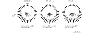 Attēlu rezultāti vaicājumam “Talitrus saltator”
