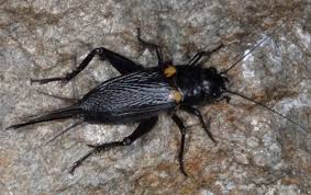 Attēlu rezultāti vaicājumam “Gryllus domesticus”