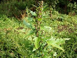 Attēlu rezultāti vaicājumam “Chenopodium rubrum leaf”